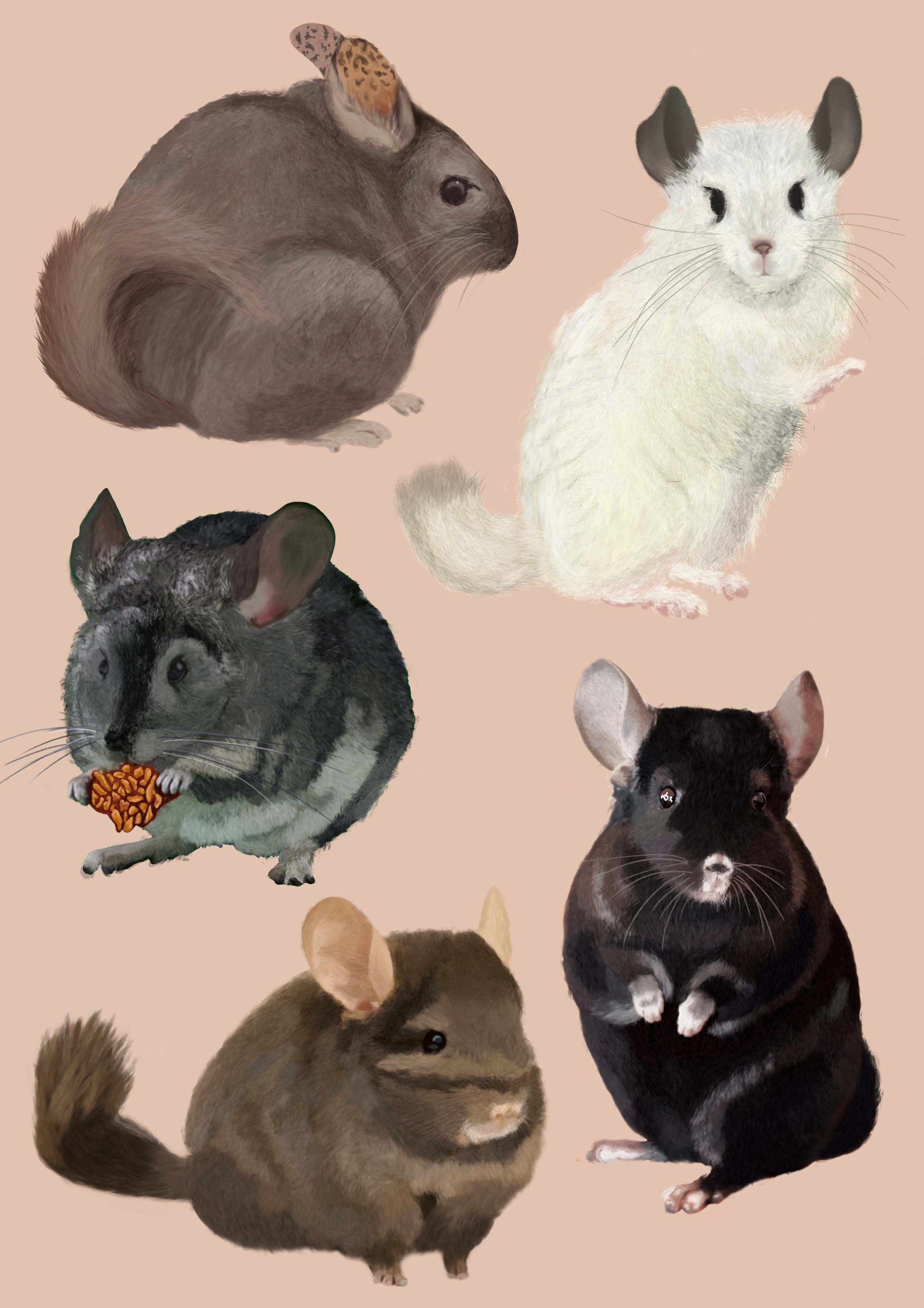 Chinchillas